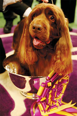 Day of underdog: Sussex spaniel judged best mutt