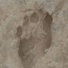 1.5 million-year-old human footprints found