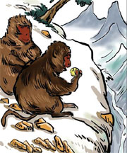Runaway monkeys seen monkeying around in wild