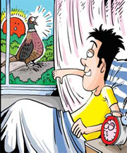 Farmer has pheasant for an alarm clock