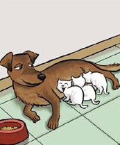 A bitch feeds motherless kittens like own puppies