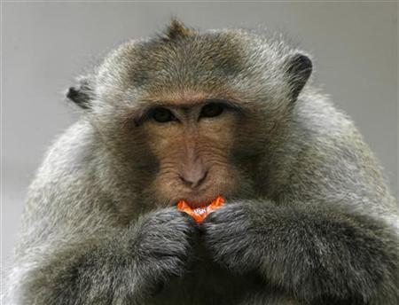 No monkey business: Thailand launches primate birth control