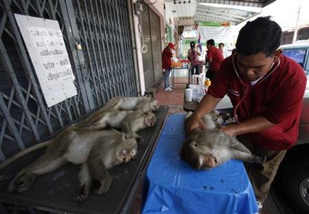 No monkey business: Thailand launches primate birth control