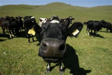 Is milk from grass-fed cows better for you?