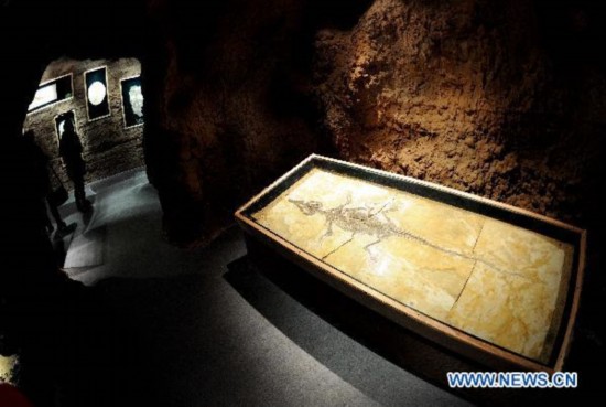 Fossil specimen exhibition held in Hangzhou