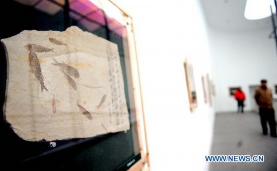 Fossil specimen exhibition held in Hangzhou