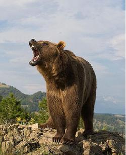 Bear - the “senior” mascot of China
