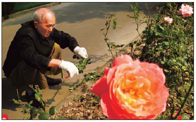 Tending a garden can be therapeutic