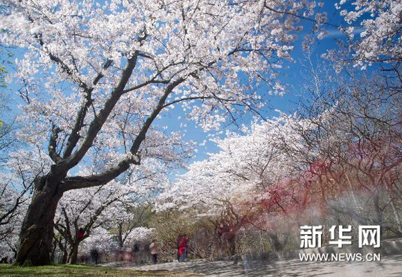 Cherry blossom clouds in Toronto