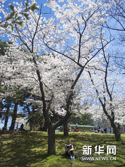 Cherry Blossom Clouds in Toronto