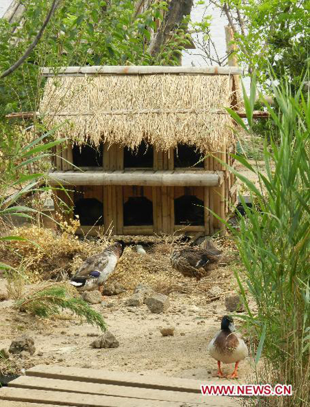 Duckhouse in downtown Beijing shelters 100 birds