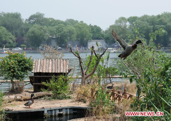 Duckhouse in downtown Beijing shelters 100 birds