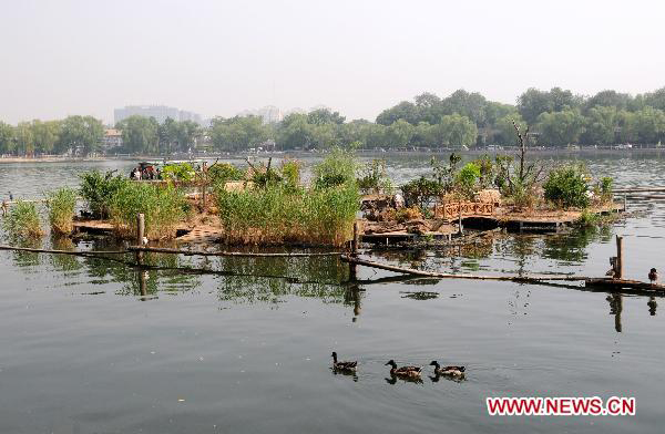 Duckhouse in downtown Beijing shelters 100 birds