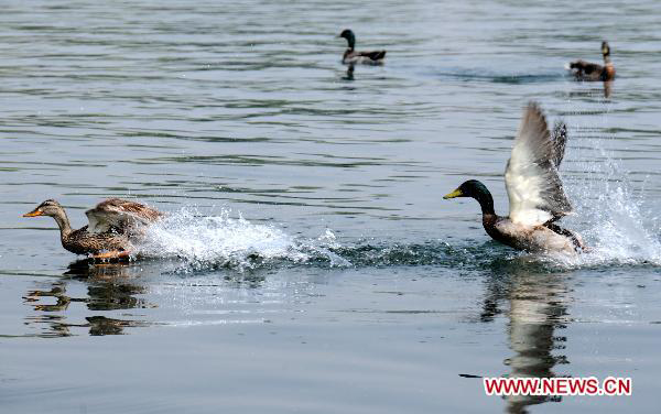 Duckhouse in downtown Beijing shelters 100 birds