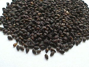 Add a little bitterness to your summer