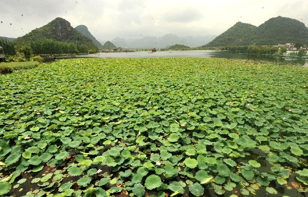 Vast expanse of lotus pond in Yunnan