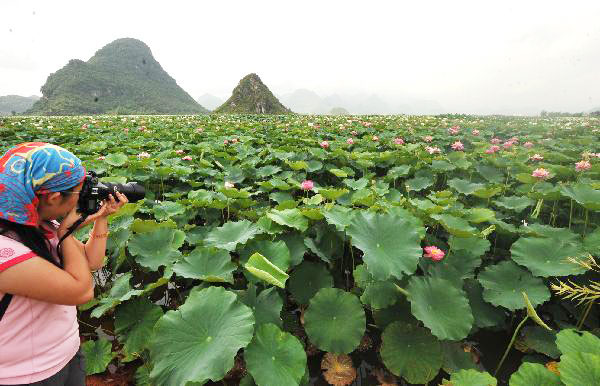 Vast expanse of lotus pond in Yunnan