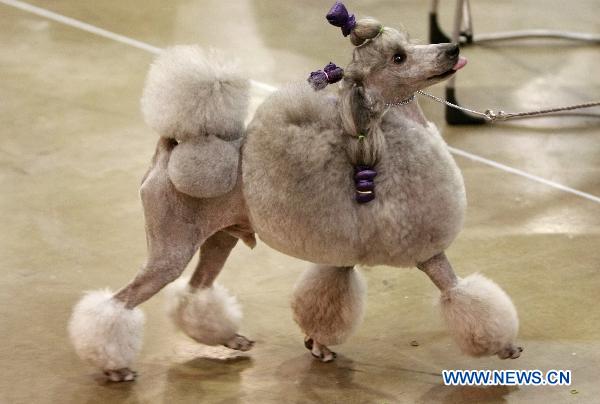 Pet dogs show in Houston
