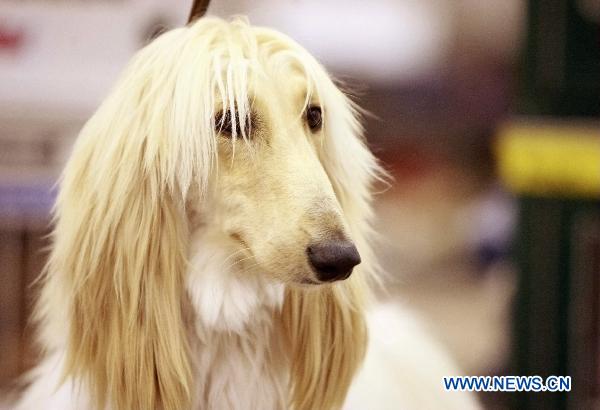 Pet dogs show in Houston
