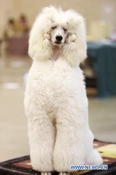 Pet dogs show in Houston