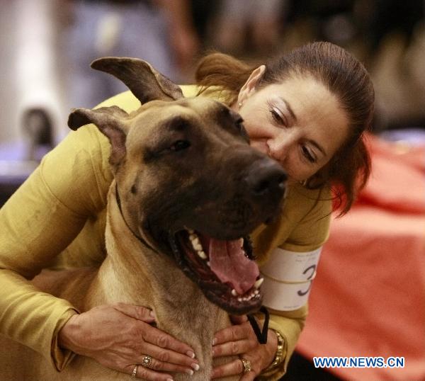 Pet dogs show in Houston
