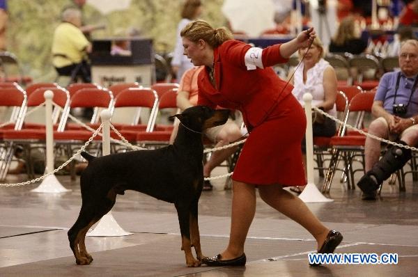 Pet dogs show in Houston