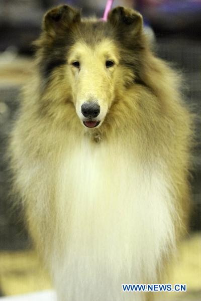 Pet dogs show in Houston