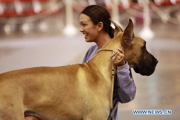 Pet dogs show in Houston