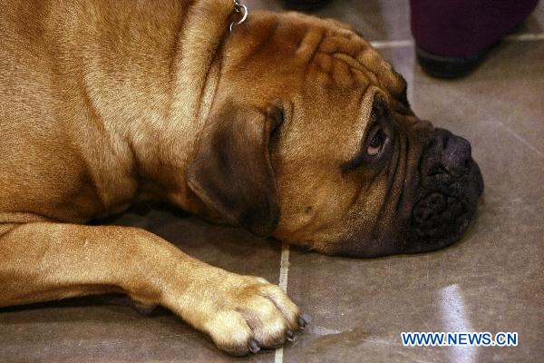 Pet dogs show in Houston