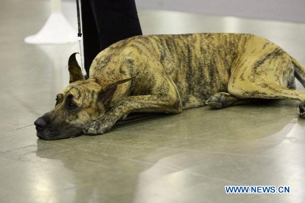 Pet dogs show in Houston