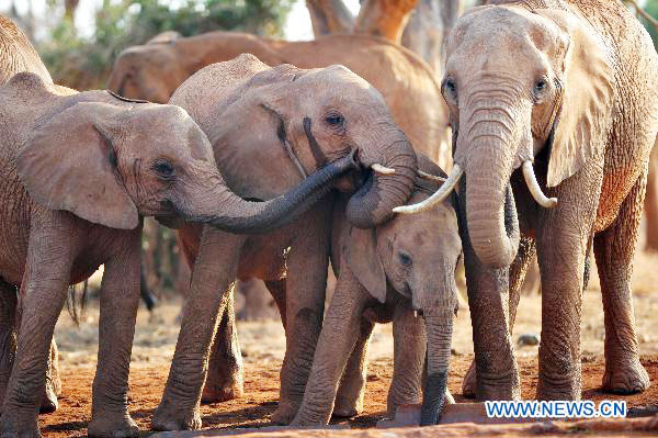 African elephants face extinction