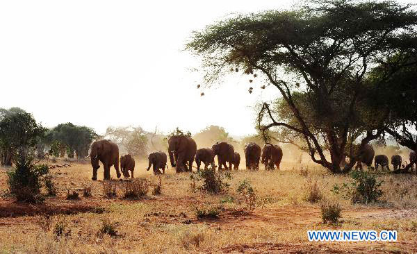 African elephants face extinction