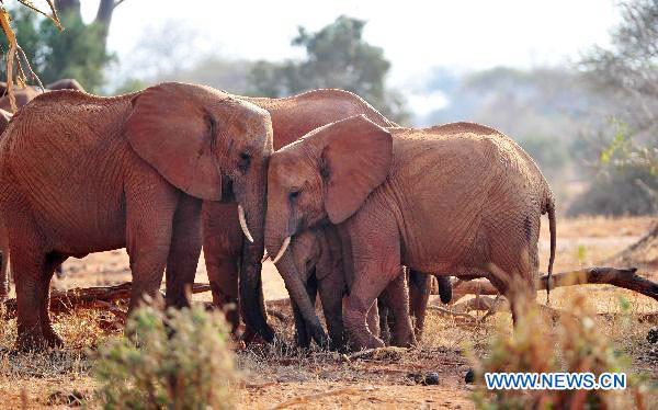 African elephants face extinction