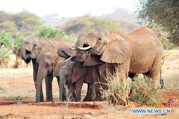 African elephants face extinction