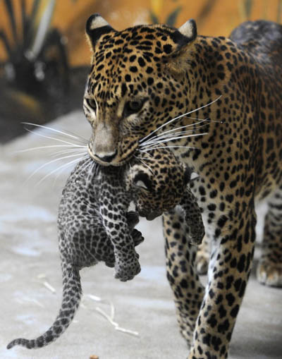 Newborn Sri Lankan leopard cubs