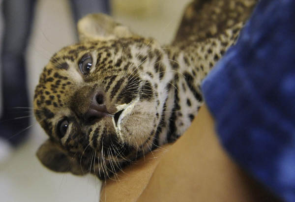 Newborn Sri Lankan leopard cubs