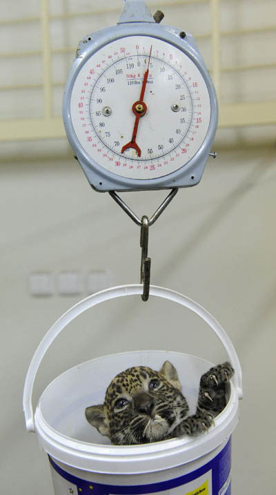 Newborn Sri Lankan leopard cubs