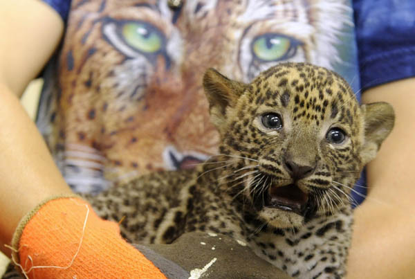 Newborn Sri Lankan leopard cubs