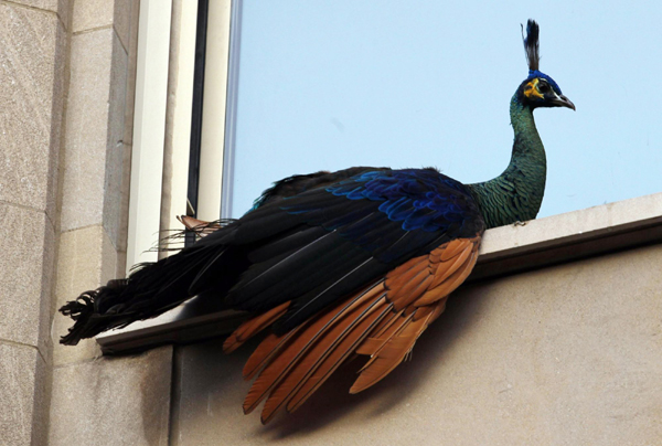 Fleeing peacock in central NY