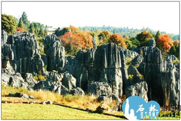 Stone Forest