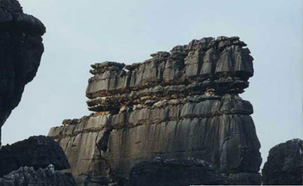 Stone Forest