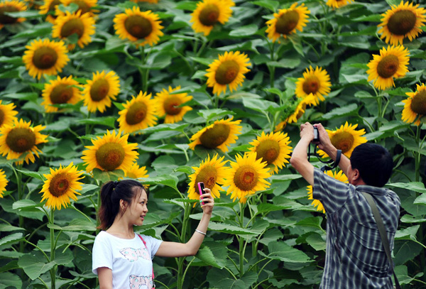 Sunflowers bloom in Shenyang