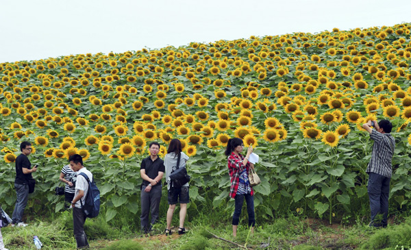 Sunflowers bloom in Shenyang