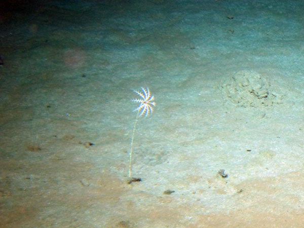 Under the sea with Jiaolong