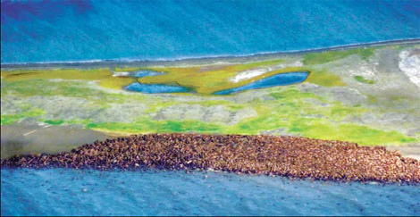 Reduced sea ice forces walruses to shore
