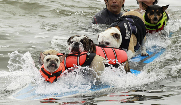 Pups take the waves