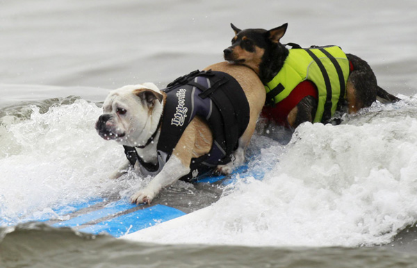 Pups take the waves