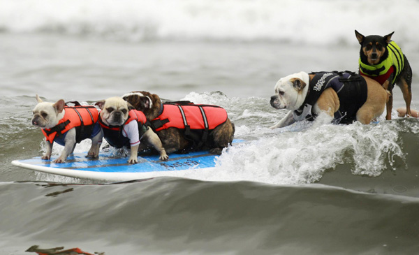 Pups take the waves