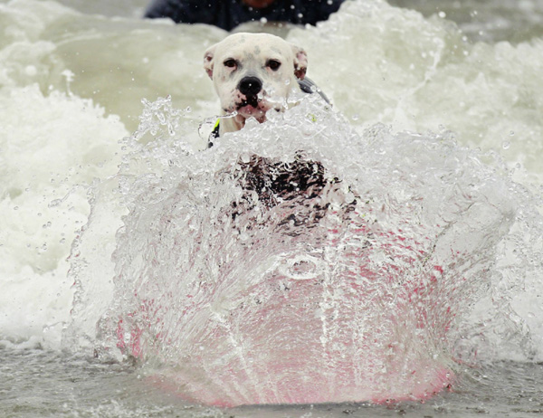 Pups take the waves