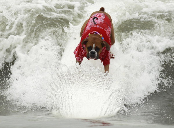 Pups take the waves